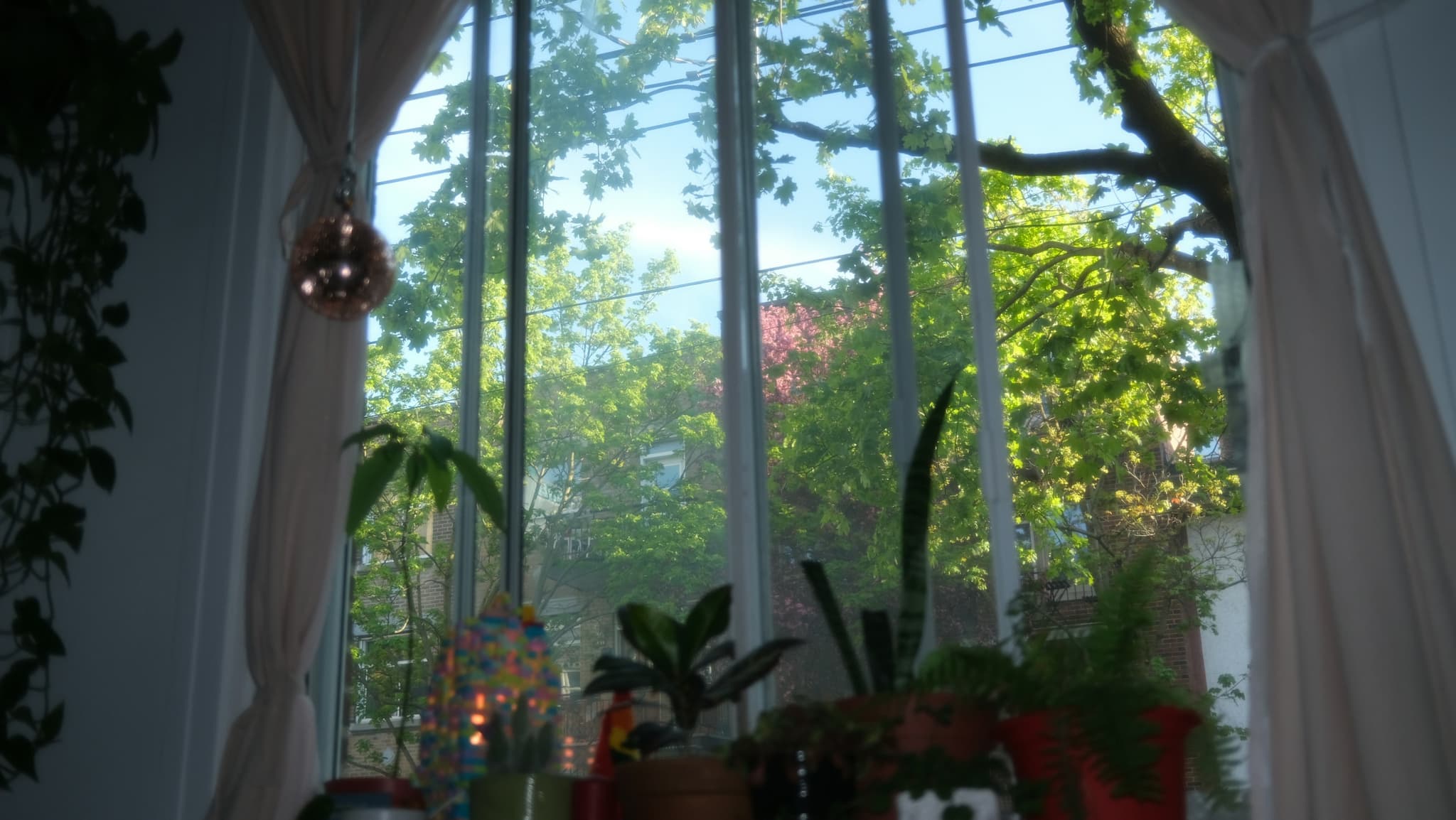 Fenêtre d’un appartement de Montréal au printemps, des plantes sur le rebord.